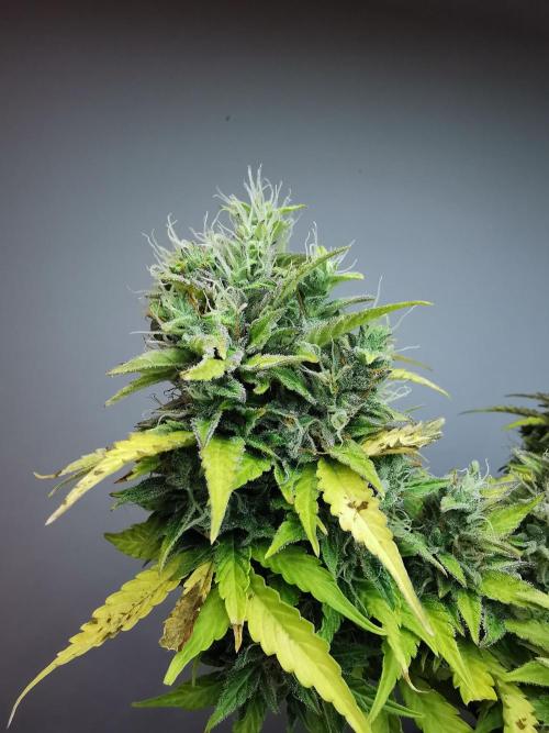 Northern Light auto/ FC-E4800/ 90x60x140. Week 11