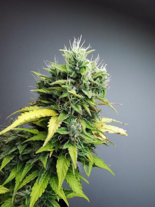 Northern Light auto/ FC-E4800/ 90x60x140. Week 11