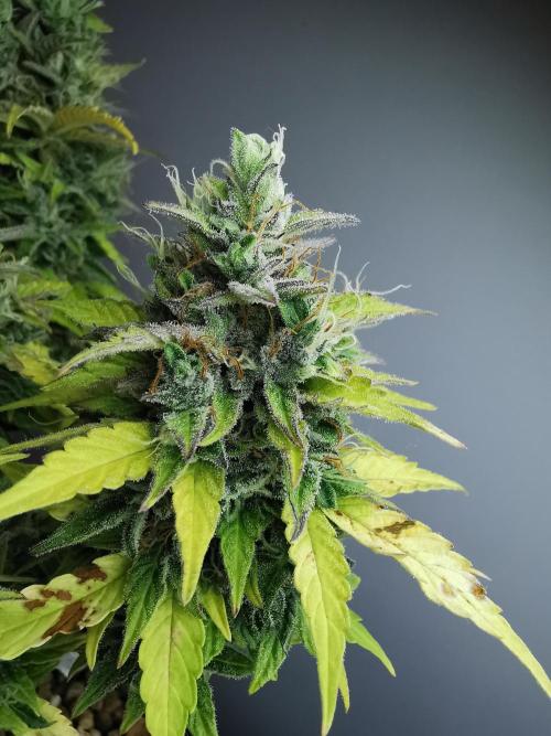 Northern Light auto/ FC-E4800/ 90x60x140. Week 11