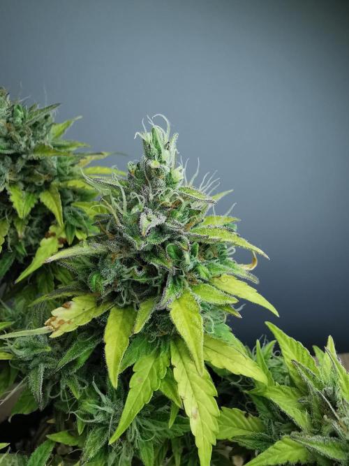 Northern Light auto/ FC-E4800/ 90x60x140. Week 11