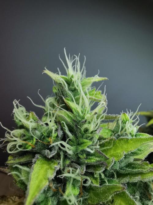 Northern Light auto/ FC-E4800/ 90x60x140. Week 11
