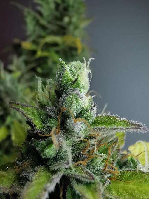 Northern Light auto/ FC-E4800/ 90x60x140. Week 11