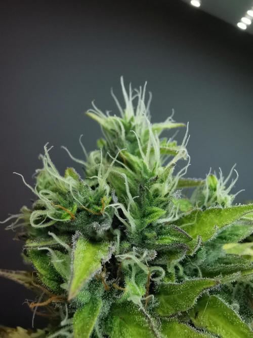 Northern Light auto/ FC-E4800/ 90x60x140. Week 11
