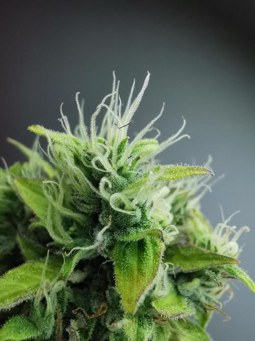Northern Light auto/ FC-E4800/ 90x60x140. Week 11