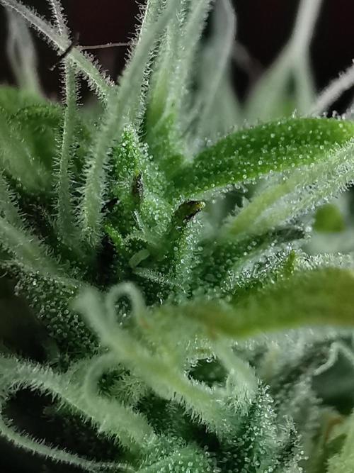 Northern Light auto/ FC-E4800/ 90x60x140. Week 11