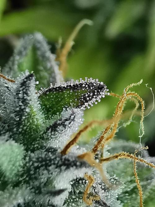 Northern Light auto/ FC-E4800/ 90x60x140. Week 11