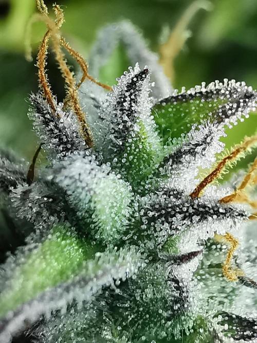 Northern Light auto/ FC-E4800/ 90x60x140. Week 11