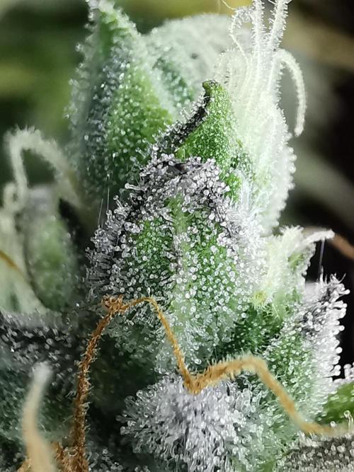 Northern Light auto/ FC-E4800/ 90x60x140. Week 11