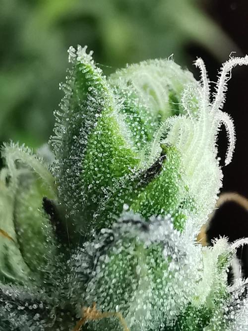 Northern Light auto/ FC-E4800/ 90x60x140. Week 11