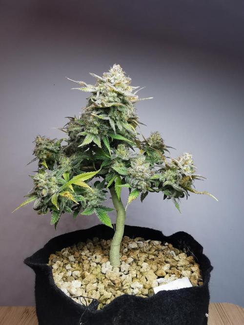 Fractal auto / FC-E4800 / 90x60x140. Week 11