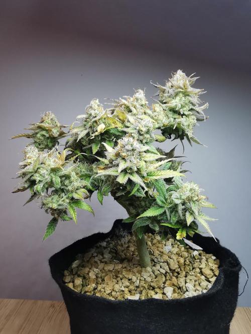 Fractal auto / FC-E4800 / 90x60x140. Week 11