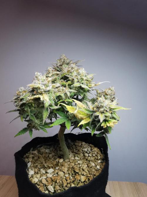 Fractal auto / FC-E4800 / 90x60x140. Week 11
