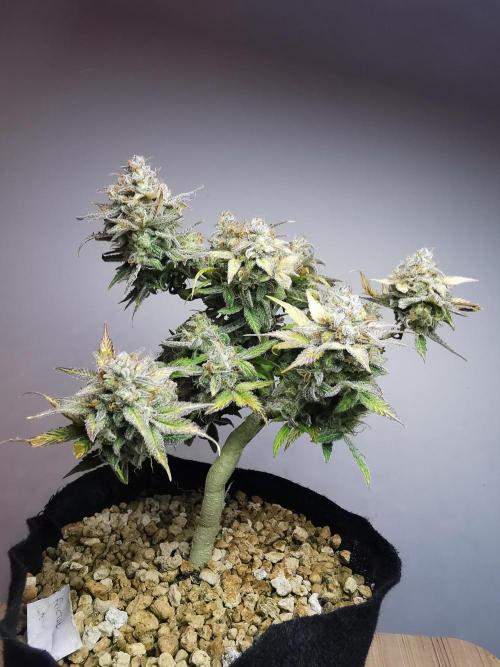 Fractal auto / FC-E4800 / 90x60x140. Week 11