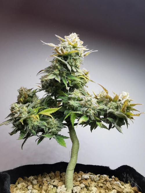 Fractal auto / FC-E4800 / 90x60x140. Week 11