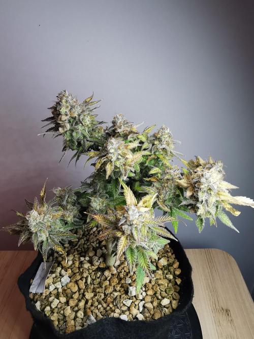 Fractal auto / FC-E4800 / 90x60x140. Week 11