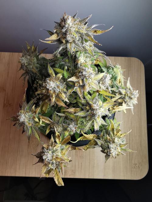 Fractal auto / FC-E4800 / 90x60x140. Week 11