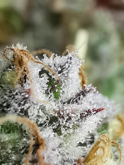 Fractal auto / FC-E4800 / 90x60x140. Week 11