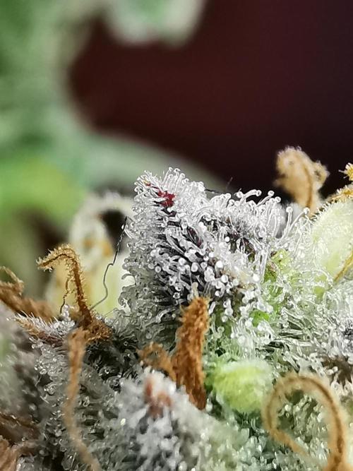 Fractal auto / FC-E4800 / 90x60x140. Week 11