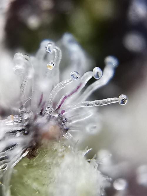 Moon Rock auto / 90x60x140 / FC-E4800. Week 12