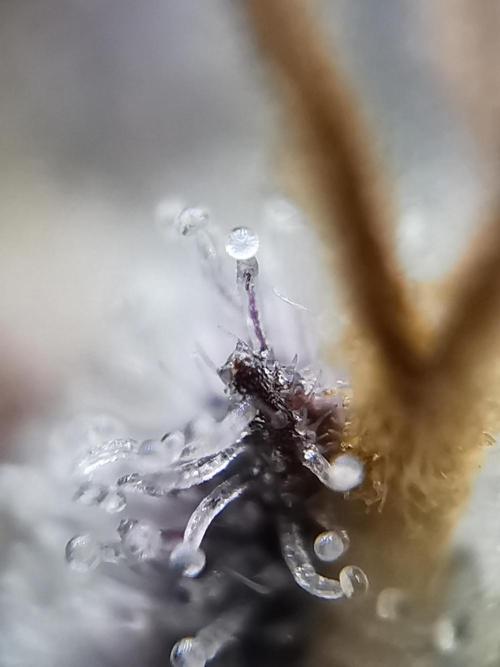 Moon Rock auto / 90x60x140 / FC-E4800. Week 12