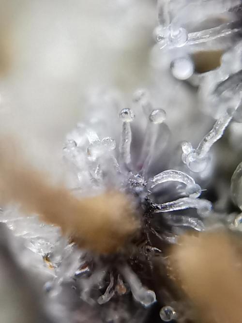 Moon Rock auto / 90x60x140 / FC-E4800. Week 12