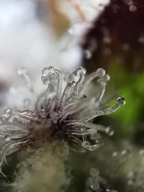 Moon Rock auto / 90x60x140 / FC-E4800. Week 12