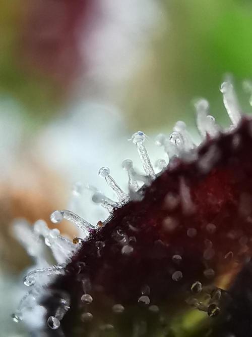 Moon Rock auto / 90x60x140 / FC-E4800. Week 12