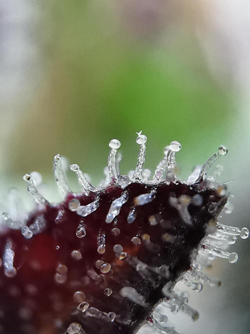 Moon Rock auto / 90x60x140 / FC-E4800. Week 12