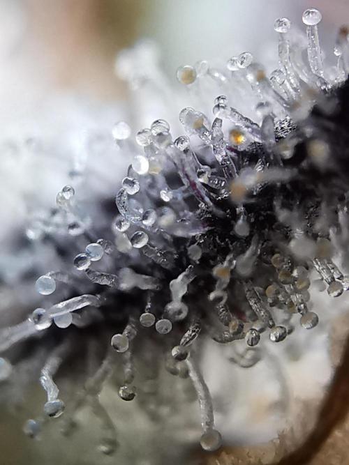 Moon Rock auto / 90x60x140 / FC-E4800. Week 12