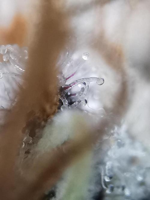Moon Rock auto / 90x60x140 / FC-E4800. Week 12
