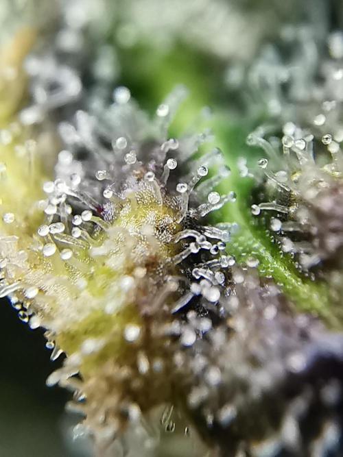 Moon Rock auto / 90x60x140 / FC-E4800. Week 12