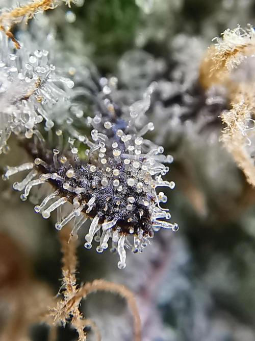Moon Rock auto / 90x60x140 / FC-E4800. Week 12