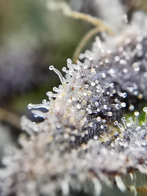 Moon Rock auto / 90x60x140 / FC-E4800. Week 12