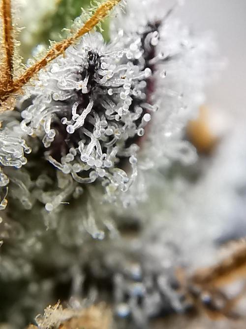 Moon Rock auto / 90x60x140 / FC-E4800. Week 12