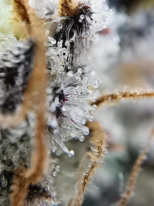 Moon Rock auto / 90x60x140 / FC-E4800. Week 12