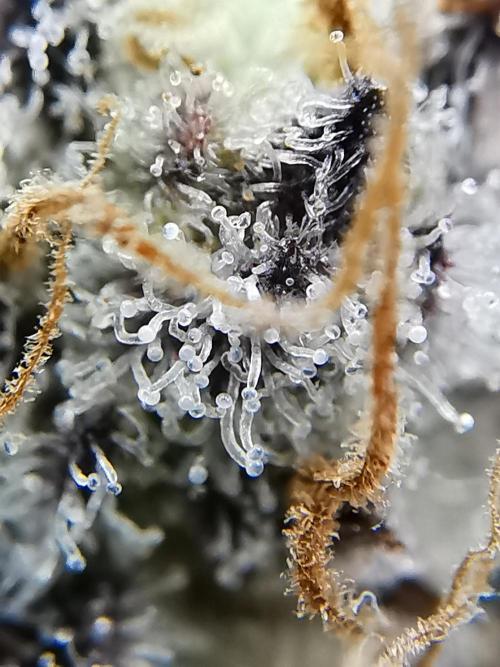 Moon Rock auto / 90x60x140 / FC-E4800. Week 12