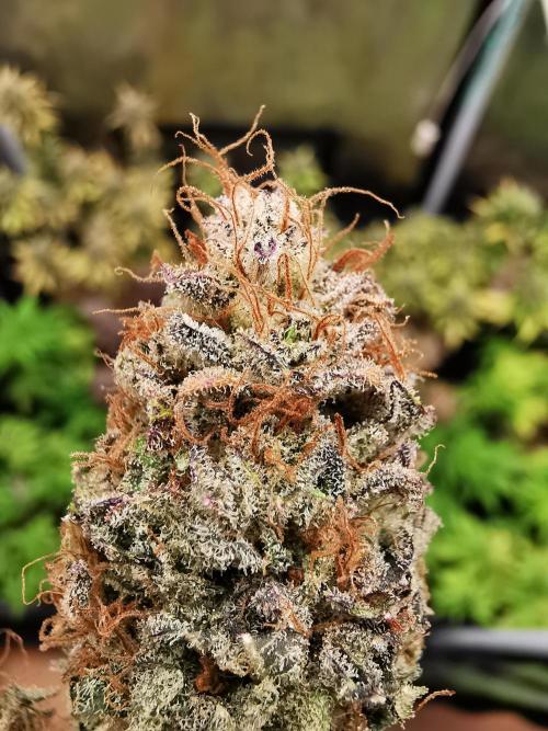 Moon Rock auto / 90x60x140 / FC-E4800. Week 12