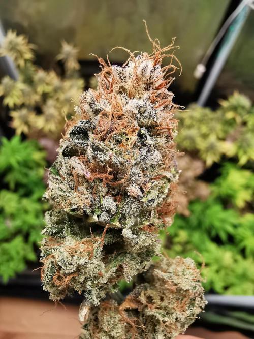 Moon Rock auto / 90x60x140 / FC-E4800. Week 12