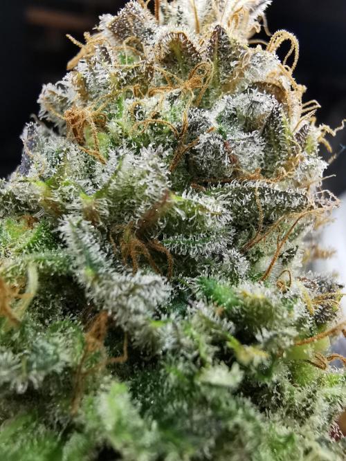 Moon Rock auto / 90x60x140 / FC-E4800. Week 12