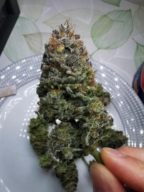 Moon Rock auto / 90x60x140 / FC-E4800. Week 12