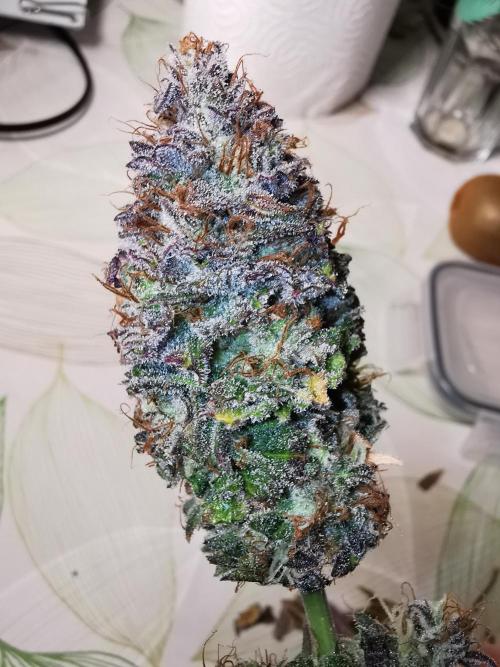 Pablo Escobar auto / FC-E4800 /90x60x140. Week 12