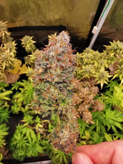 Pablo Escobar auto / FC-E4800 /90x60x140. Week 12