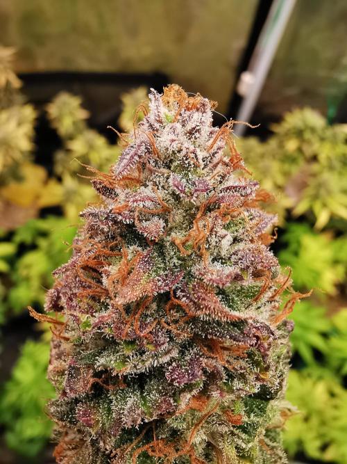 Pablo Escobar auto / FC-E4800 /90x60x140. Week 12
