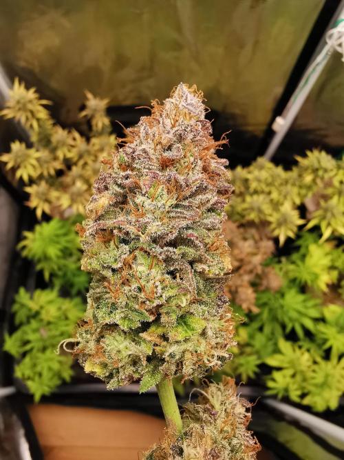 Pablo Escobar auto / FC-E4800 /90x60x140. Week 12