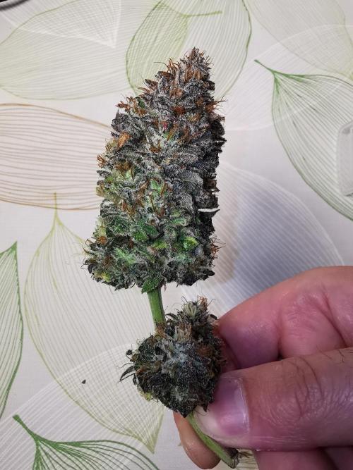 Pablo Escobar auto / FC-E4800 /90x60x140. Week 12
