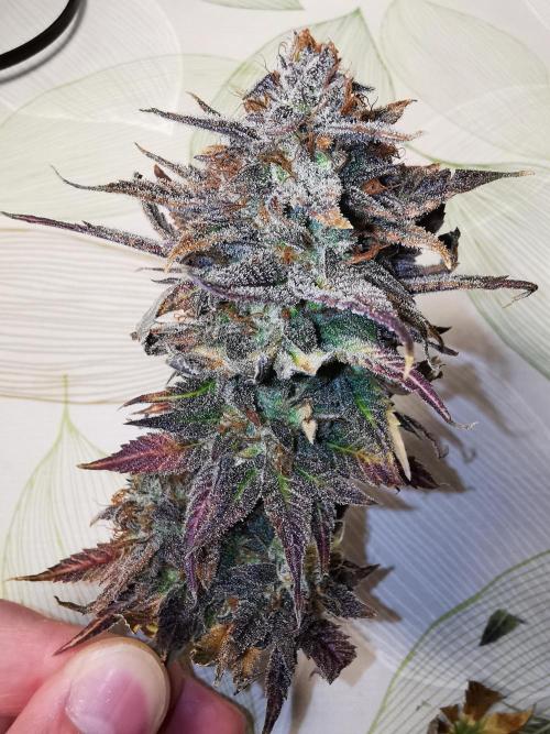 Pablo Escobar auto / FC-E4800 /90x60x140. Week 12