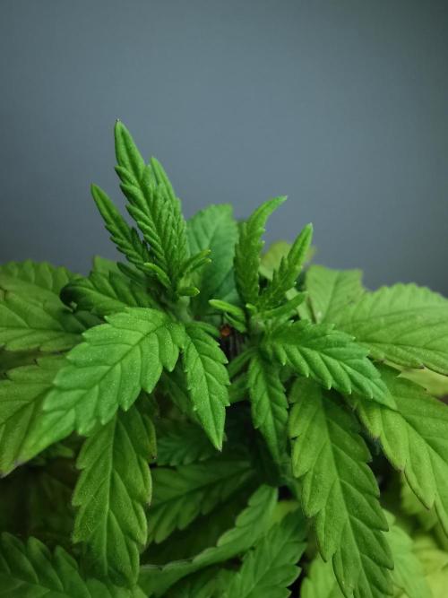 Tropical Spritzer 1 /FC-E4800 /90x60x140. Week 9