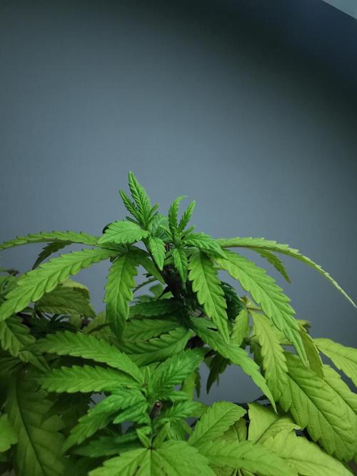 Tropical Spritzer 1 /FC-E4800 /90x60x140. Week 9