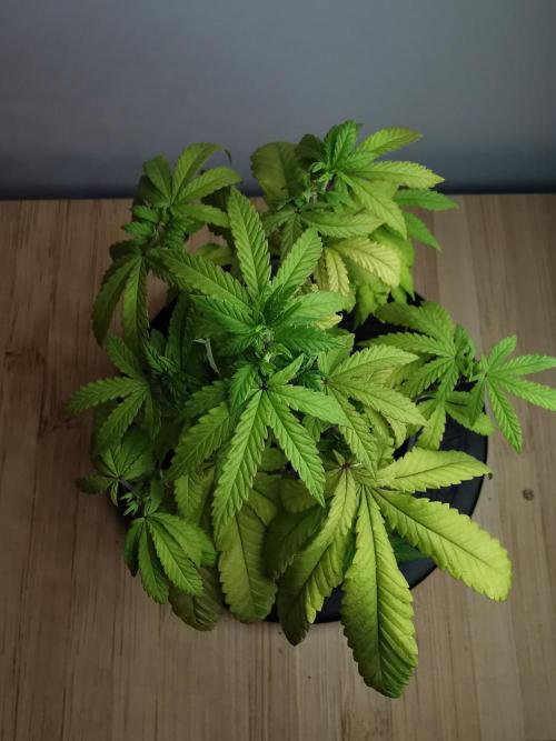 Tropical Spritzer 1 /FC-E4800 /90x60x140. Week 9
