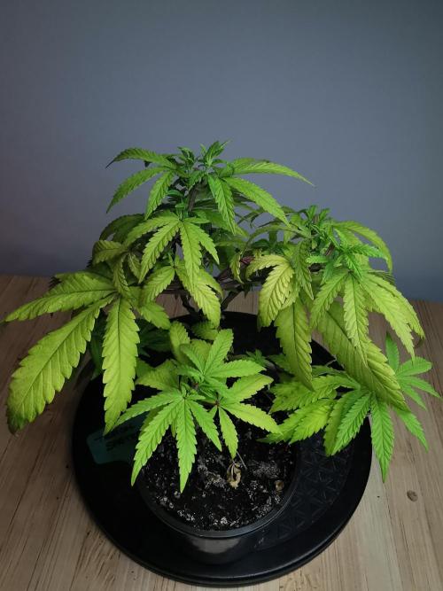 Tropical Spritzer 1 /FC-E4800 /90x60x140. Week 9